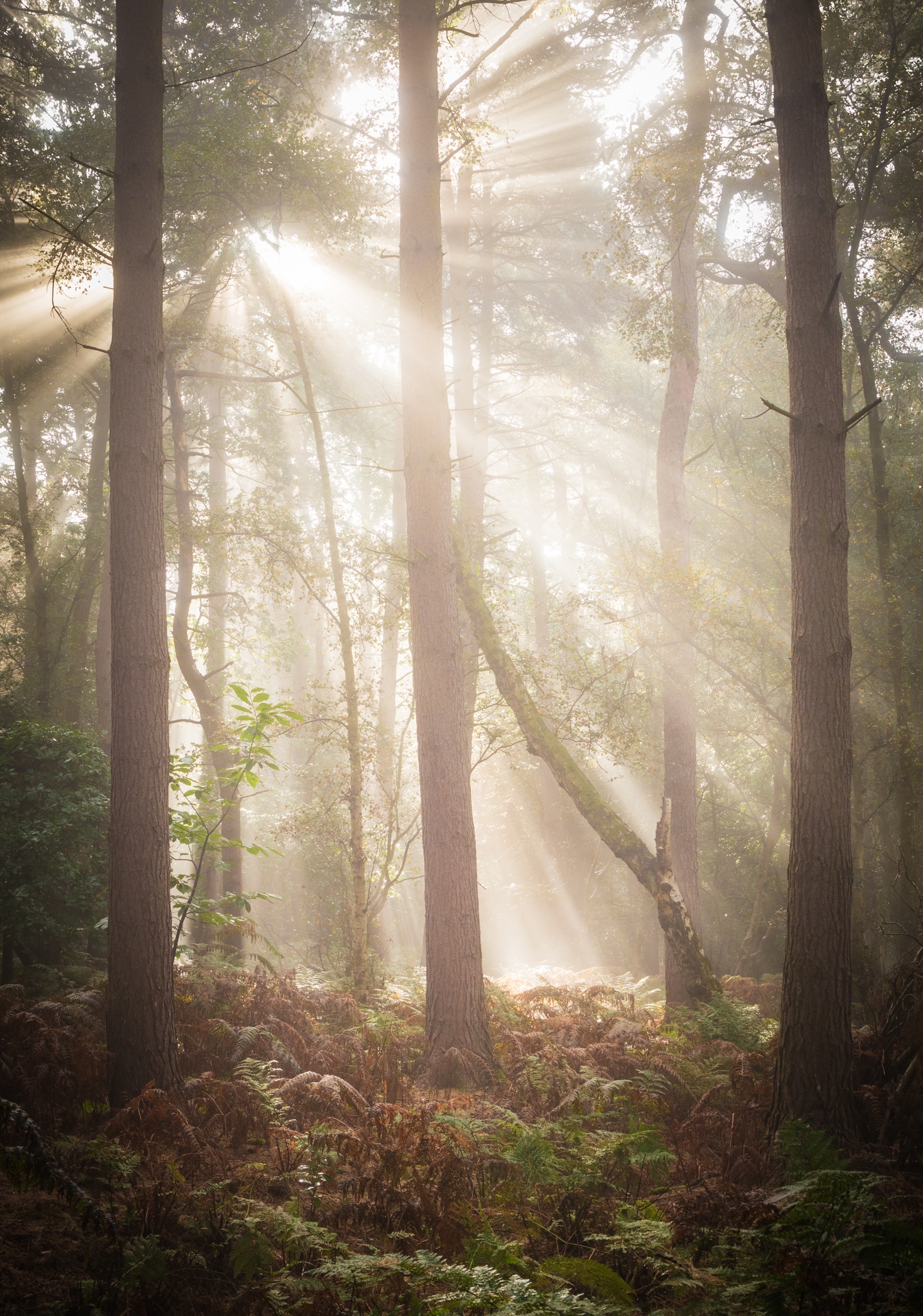Powerful beams of light through trees in a Silver Birch and Pine woodland in Cheshire, catching on the ferns and bracken. 